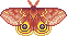 red-moth
